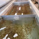 Close up shot of salmon fry in troughs at Sooke River Jack Brooks Hatchery