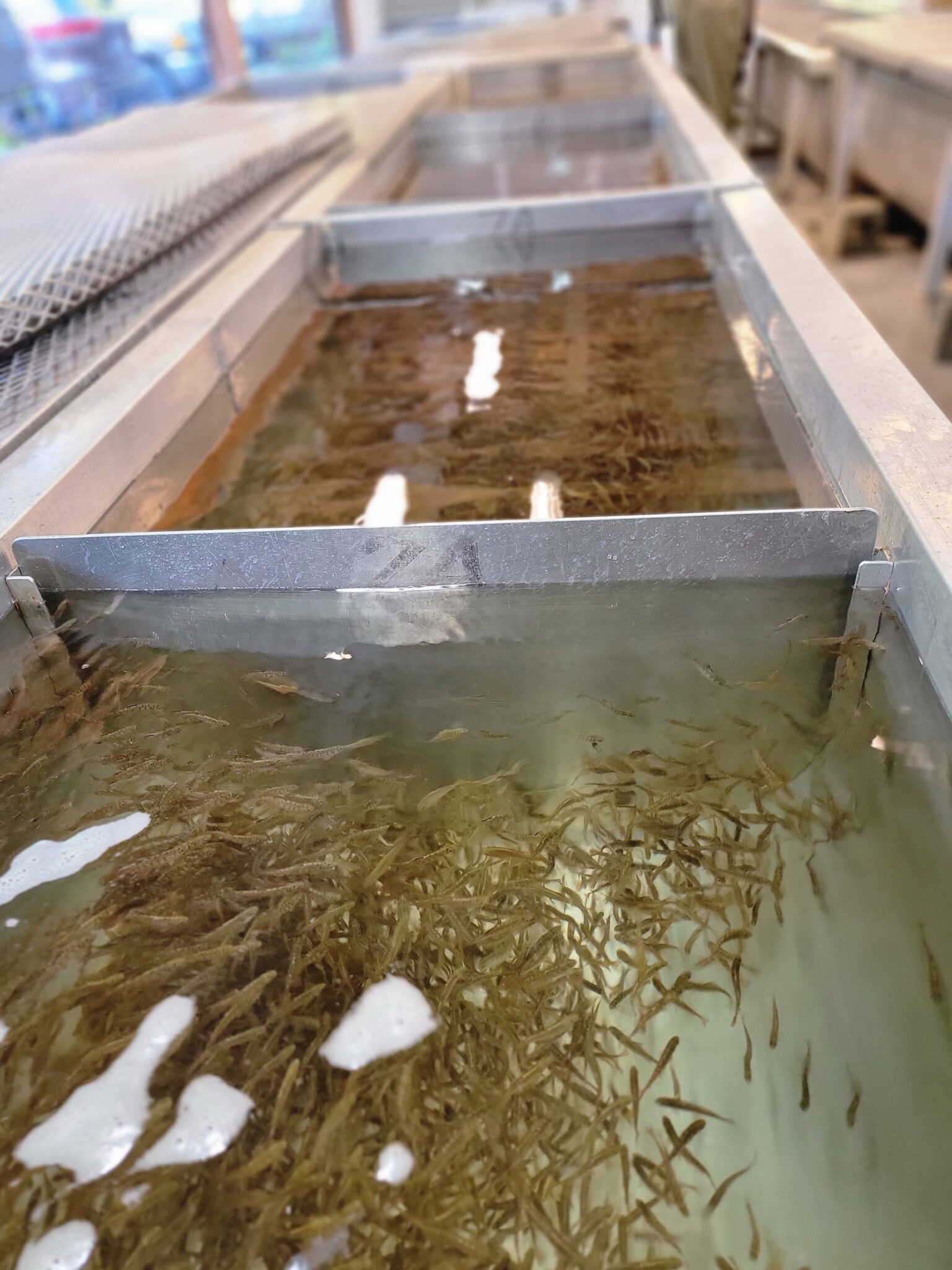 Learn About Salmon Sooke River Jack Brooks Hatchery