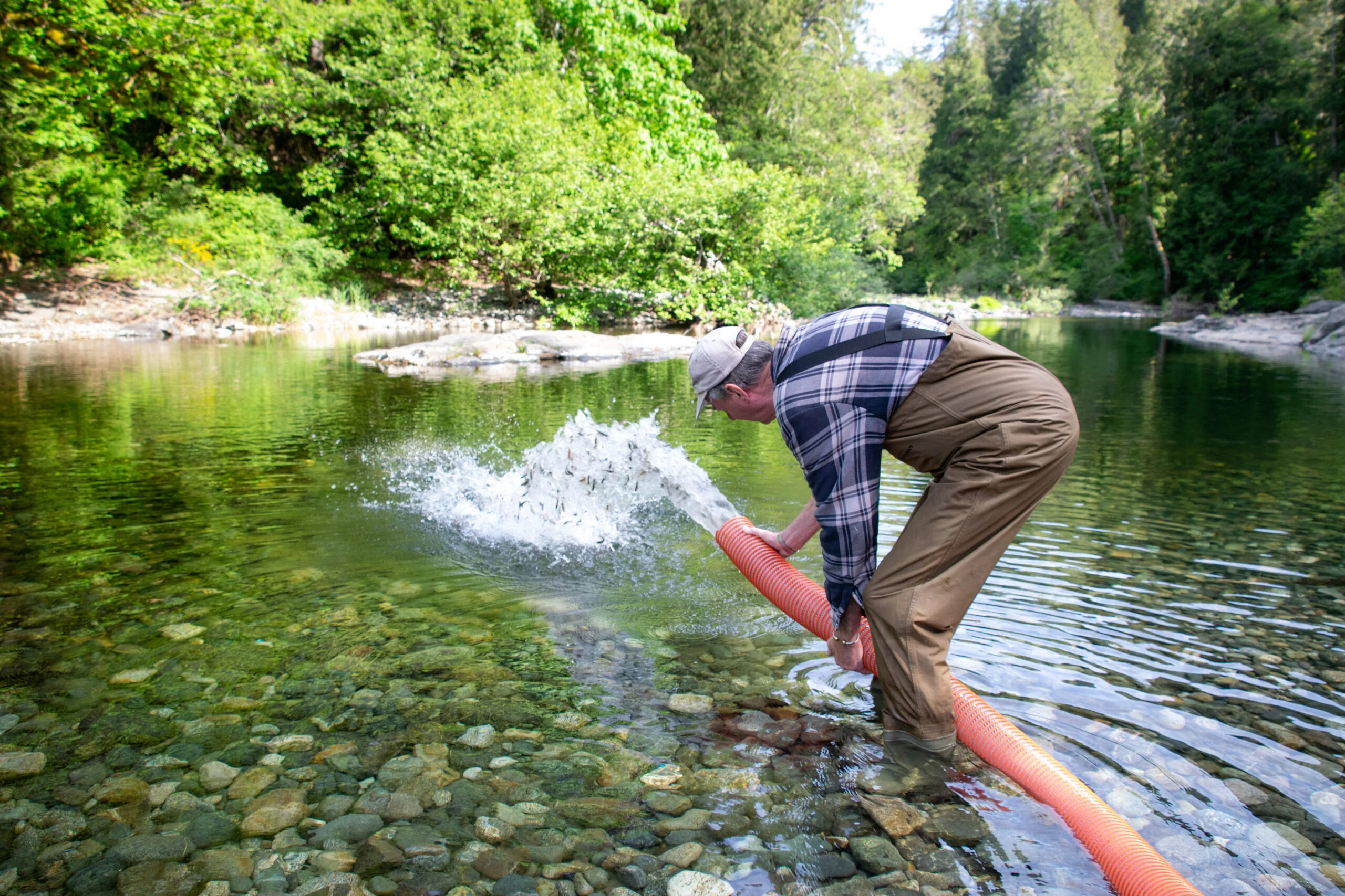 Sooke Salmon Enhancement Society volunteer at Sooke Potholes releasing Sooke River Jack Brooks Hatchery salmon fry into the wild for restoration