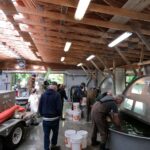 Sooke Salmon Enhancement Society volunteers at Sooke River Jack Brooks Hatchery collecting salmon fry for release from round tanks