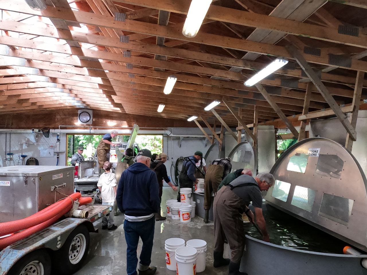 Sooke Salmon Enhancement Society volunteers at Sooke River Jack Brooks Hatchery collecting salmon fry for release from round tanks