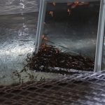 Salmon fry going into the trough at the hatchery to be fed. This is called ponding, when they are taken out of their incubation trays after their yolk sac is gone