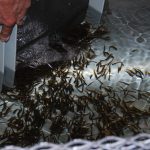 Salmon fry being ponded into trough at a salmon hatchery. They have 'buttoned up' indicating their yolk sac is gone and now need to be fed