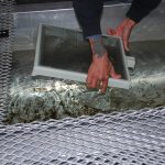 Ponding salmon fry into trough at a salmon hatchery from their incubation tray. They have 'buttoned up' indicating their yolk sac is gone and now need to be fed by volunteers