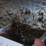 Ponding salmon fry into trough at a salmon hatchery. They have 'buttoned up' indicating their yolk sac is gone and now need to be fed by volunteers
