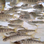 Chinook Salmon fry close up