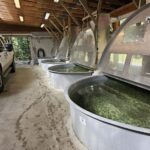 Four round tanks at Sooke River Jack Brooks Hatchery with Chinook Salmon fry inside