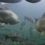 Underwater image from Sooke River of spawning Chinook, Chum, and Coho salmon swimming away from the camera.