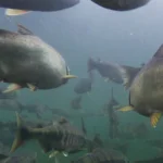 Underwater image from Sooke River of spawning Chinook, Chum, and Coho salmon swimming away from the camera.