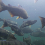 Underwater image from Sooke River of spawning Chinook, Chum, and Coho salmon.