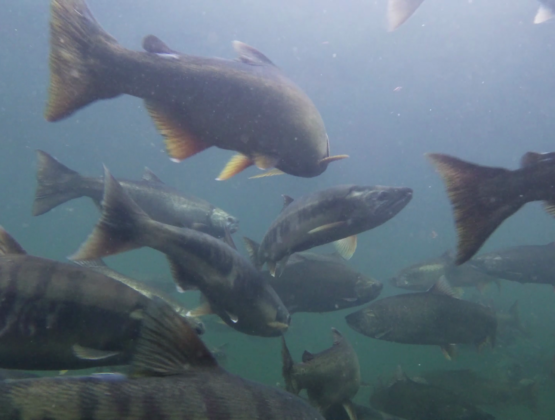 Underwater image from Sooke River of spawning Chinook, Chum, and Coho salmon.