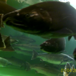 Spawning Chinook Salmon in tanks at Sooke River Jack Brooks Hatchery.