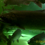 Close up underwater image of spawning Chinook Salmon in tanks at Sooke River Jack Brooks Hatchery. Many fish with one close up at a side view.
