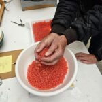Chinook Salmon eggs being weighed by a volunteer to be put into incubation trays.