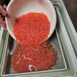 Chinook Salmon eggs being placed into incubation tray after being fertilized.