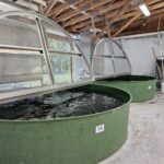 Two large round tanks at Sooke River Jack Brooks Hatchery.
