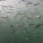 School of Chinook Salmon smolts in the ocean from a side view.