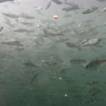 School of Chinook Salmon smolts in the ocean from a side view.