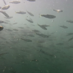 School of Chinook Salmon smolts in the ocean.