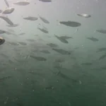 School of Chinook Salmon smolts in the ocean.