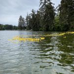 Rubber ducks on Sooke River for the Sooke Harbourside Lions Club annual duck day race